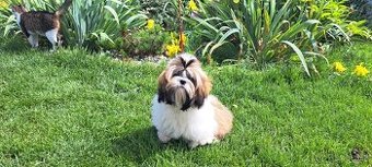 Shih tzu s PP / shihtzu / shi tzu /shi-tzu