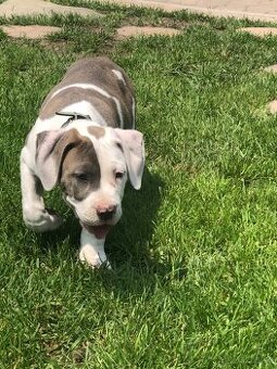 American bully XL - 1