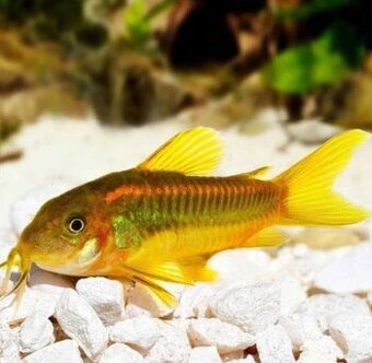 Corydoras gold laser - CW010