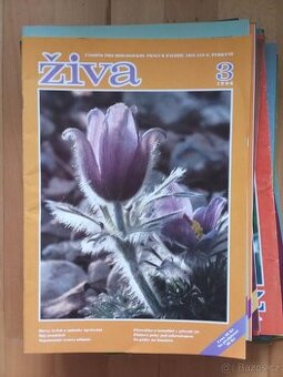 Živa