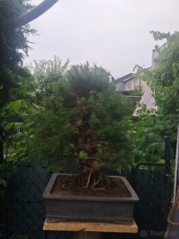Bonsaj,Bonsai