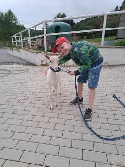 Prodam kozlika