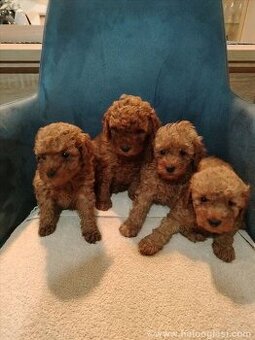 Maltipoo