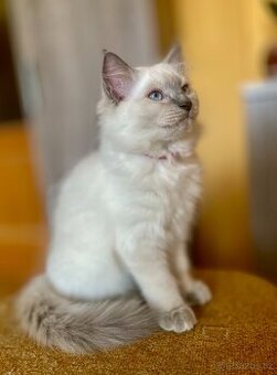 Ragdoll nádnehné koťátko bez PP
