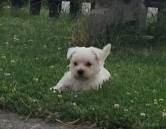 Westik