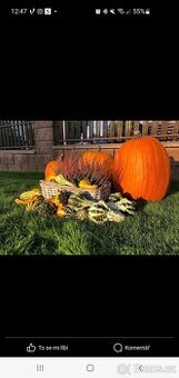 Okrasné a halloweenské dýně