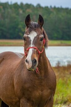 Mohutny Valasek Pony B, 17 let