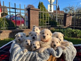 Švýcarský ovčák štěňata