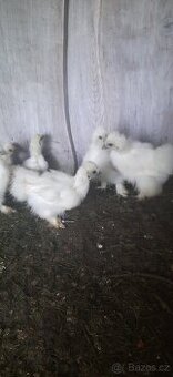 Hedvábnička velká bílá bezvousá