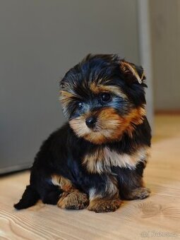 Jorkšírský teriér  bez PP