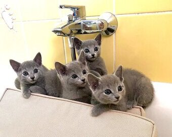 Ruská modrá koťátka s PP