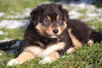 Australských ovčák s PP