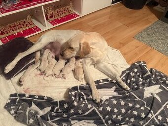 Labradorský retrívr