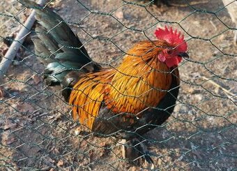 Prodám různé zakrslé kohoutky