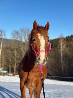 Dvouletá klisna Welsh pony of cob type