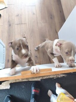 Dva kluci American bully Xl