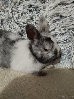 Zakrslí králíčci