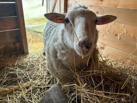 Beran východofríská ovce + suffolk