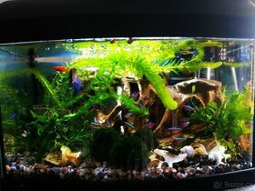 Akvárium i s rybami - 1