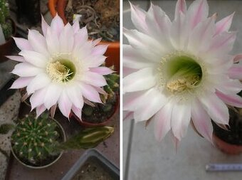 Kaktus ECHINOPSIS (kvetouci)