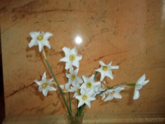 Narcis cibulky - 1