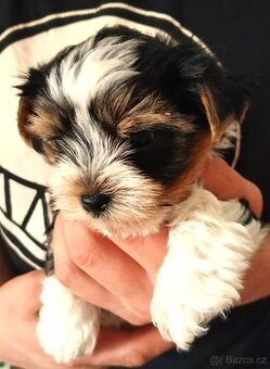 Biewer,Biro a Black-tan Yorkshire Terier s PP holky i kluci