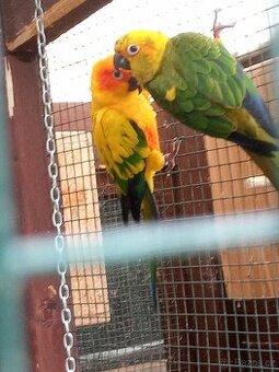Aratinga