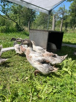 Kačenky