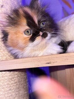 Menuet(munchkin)