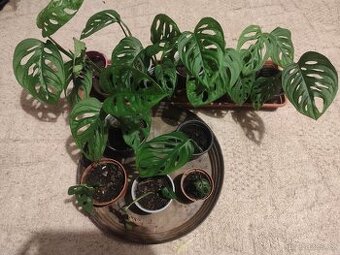 Monstera adansonii