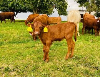 jalovička - tele - plemeno Aberdeen angus