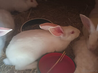 Mladí králici HYLA