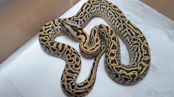 Krajta tmavá - Python bivittatus