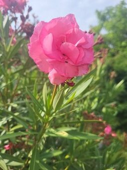 Oleander obecný - Nerium oleander, plnokvětý, růžový 200 cm
