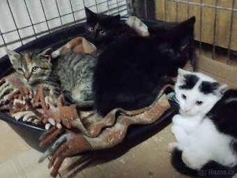 Koťátka, koťátko, kotě, koťata