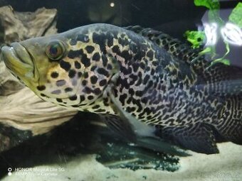 Kančík managujský