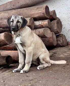 KANGAL štěňátka již K ODBĚRU