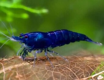 Krevetky Blue Dream 💙