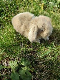 Zakrslý králíček beránek