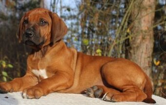 Rhodéský ridgeback