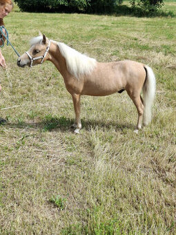 American minihorse
