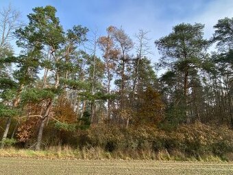 Lesní pozemek Chářovice