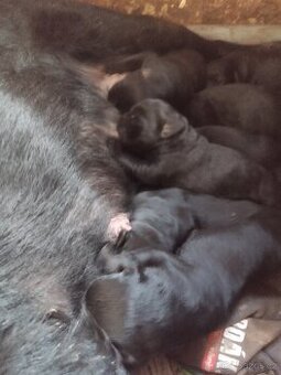 Štěňata rotvajlera