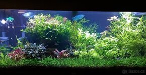 Akvarijní rostlinky a krevetky Red Cherry