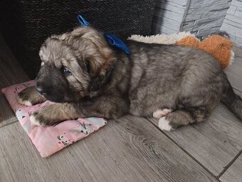 Kavkazský pastevecký pes