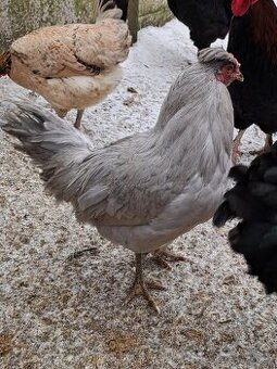 Kohout Araukany levandulové