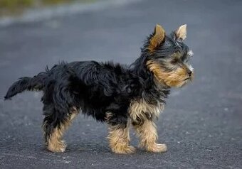 Jorkšírský teriér koupím stěně