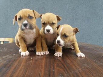 Americký stafordšírsky terier