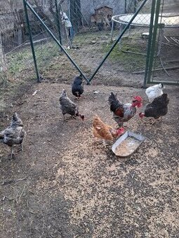 Násadová vejce holokrčky