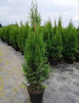 Thuja Smaragd